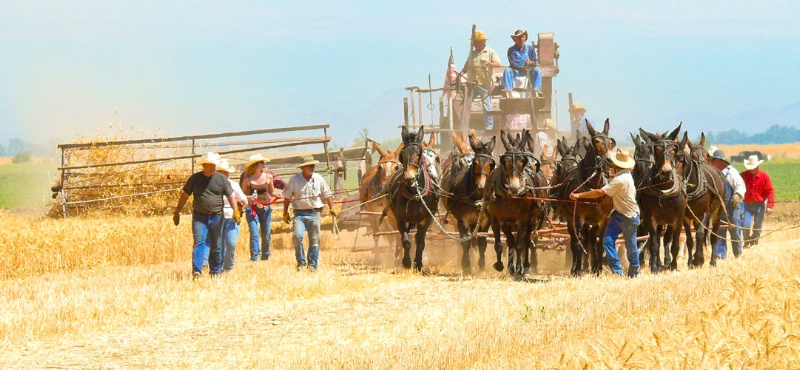 27 mule team grain harvester