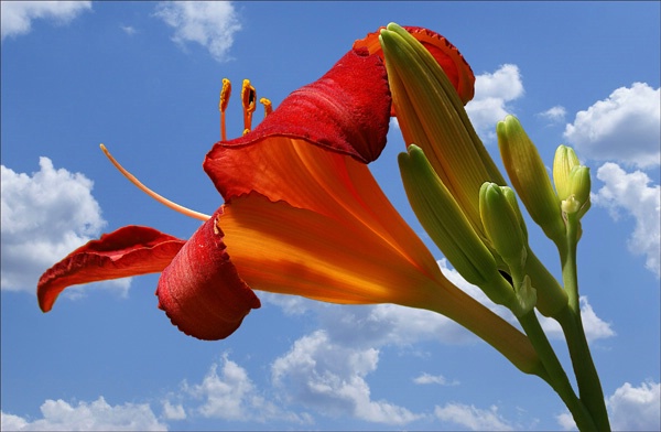  Lilly  with Sky 2