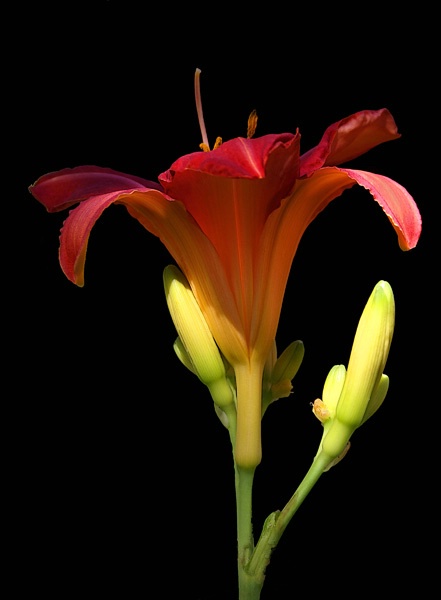  Sunlit Lilly 1