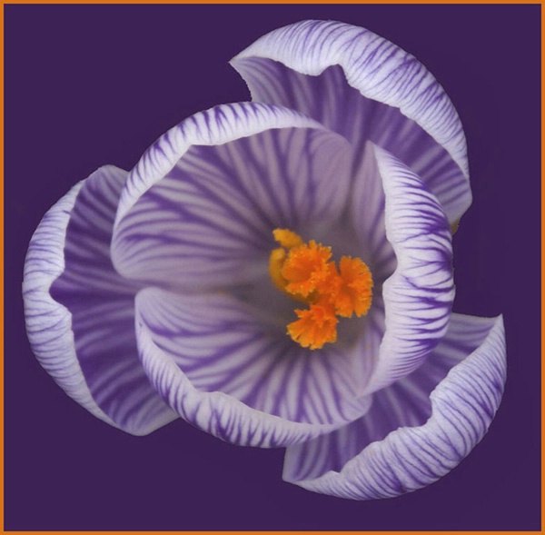   Purple Crocus