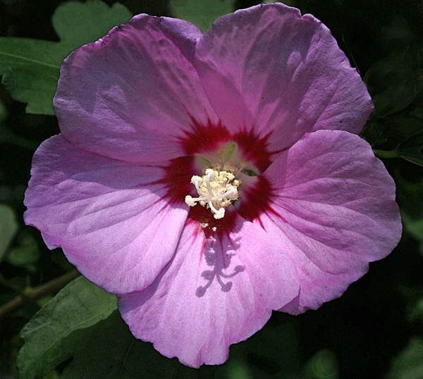 Rose of Sharon 