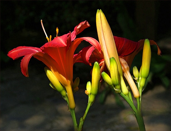 Sunlit Lillies 5 