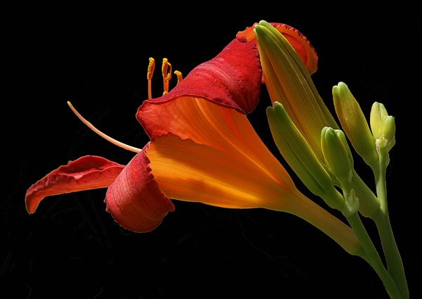 Sunlit Lilly 10