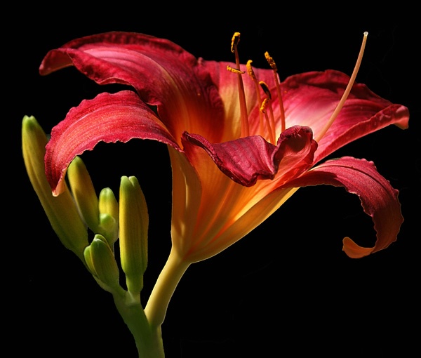 Sunlit Lilly 9