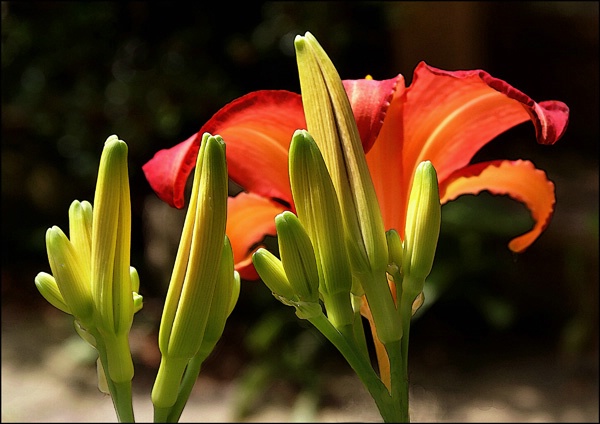 Sunlit Lillys 6