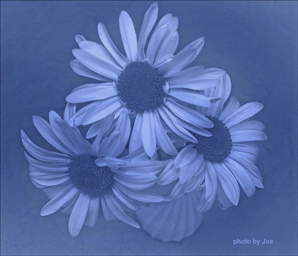 The Three Daisies Blue