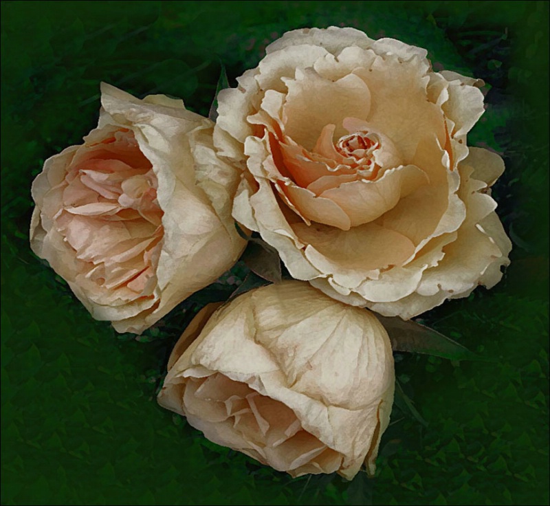  Three Roses Yading