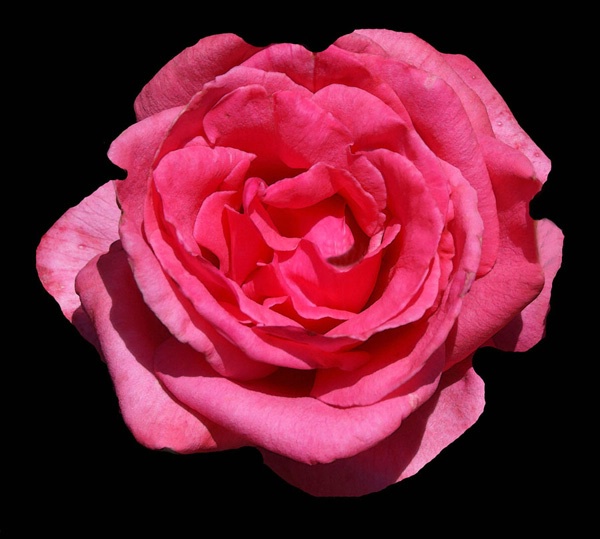 Rosey Rose