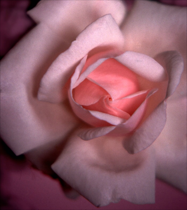 Shades of  Pink Rose