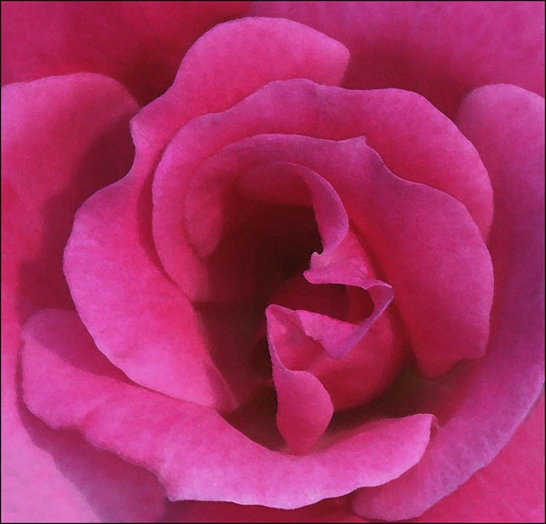 Pink Rose Bud Closeup