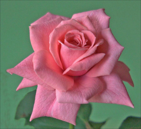 Pink Rose on Green