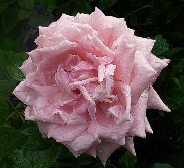 Pink Rose with Rain 