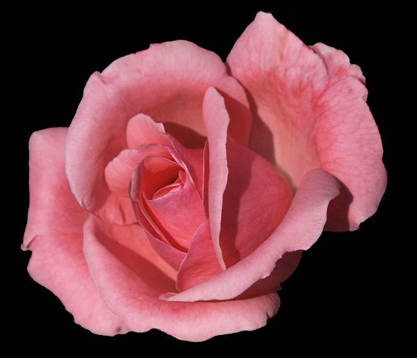 Pink Rose