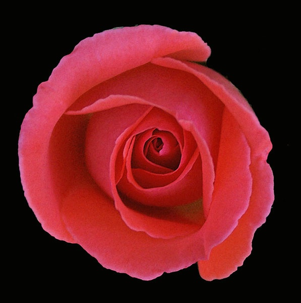 Red Rose Bud