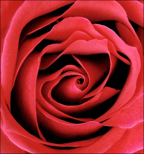 Red Rose Closeup