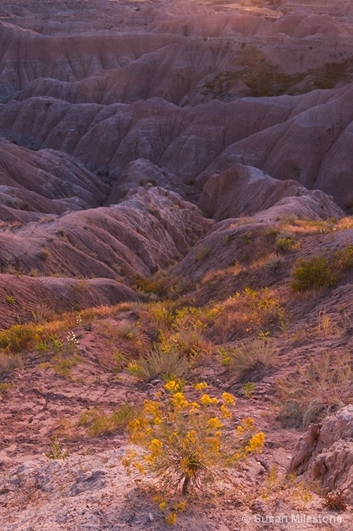 Badlands, SD Sunset Bush 5076