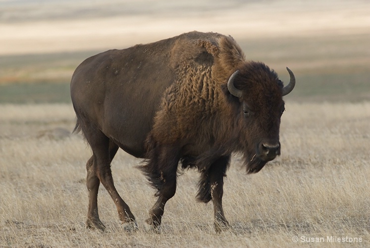 Badlands, SD Buffalo 1317