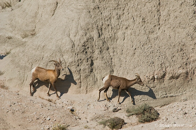 Badlands, SD Sheep 5532