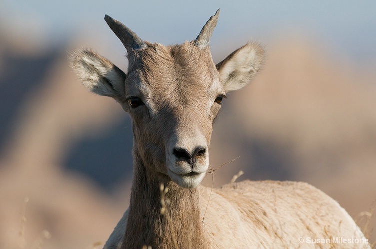 Badlands, SD Sheep 5580