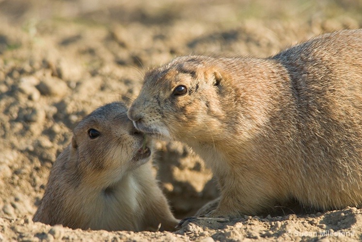 Badlands, SD Prairie Dogs 1167