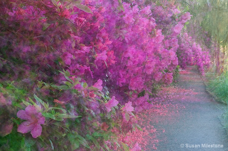 Azalea Path Magnolia Gardens 0896