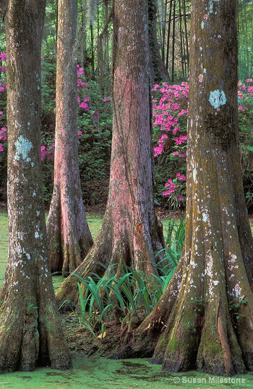 Cypress Swamp 1, Magnolia Gardens