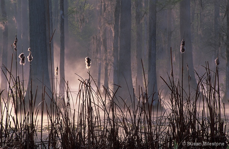 Cypress Swamp 1, Cypress Gardens