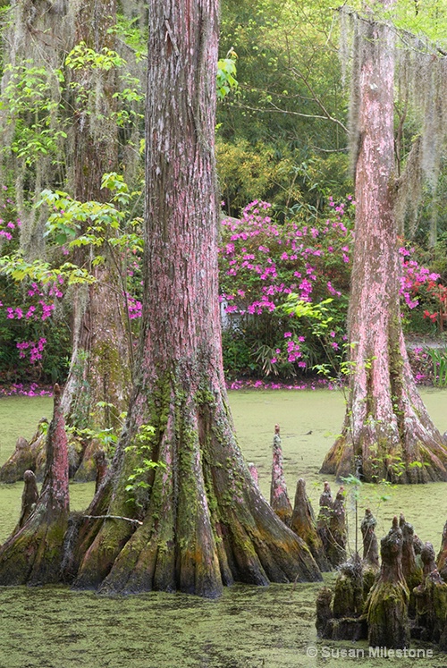 Cypress Swamp 0852, Magnolia Gardens