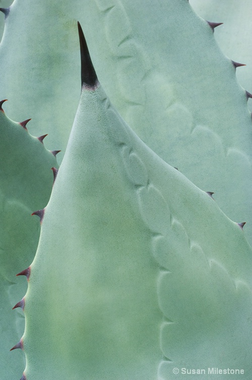 Agave 2346