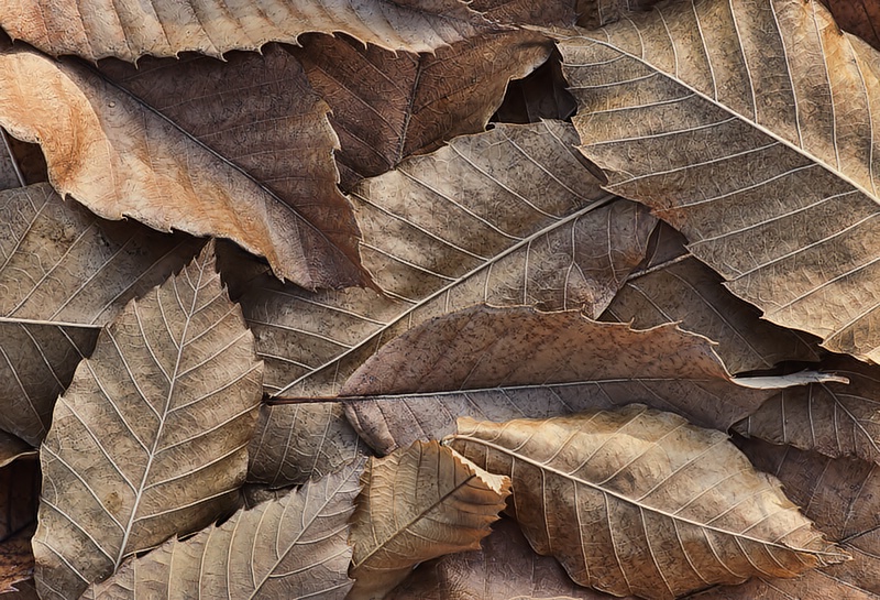 Leaves Under Snow