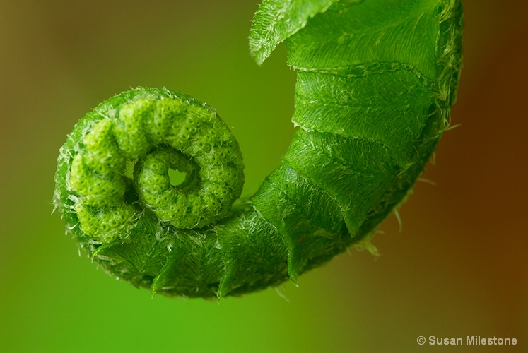 Fiddlehead Fern 1079