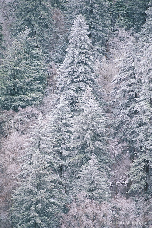 Newfound Gap Spring Snow