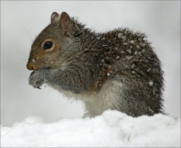  little guy 
