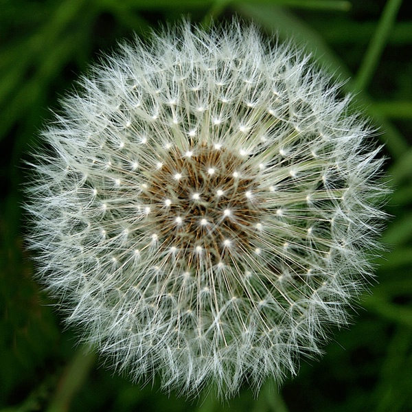  32 may dandilion 2 