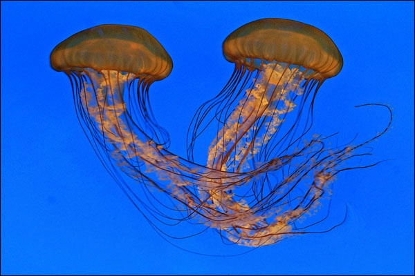  jelly fish 1 