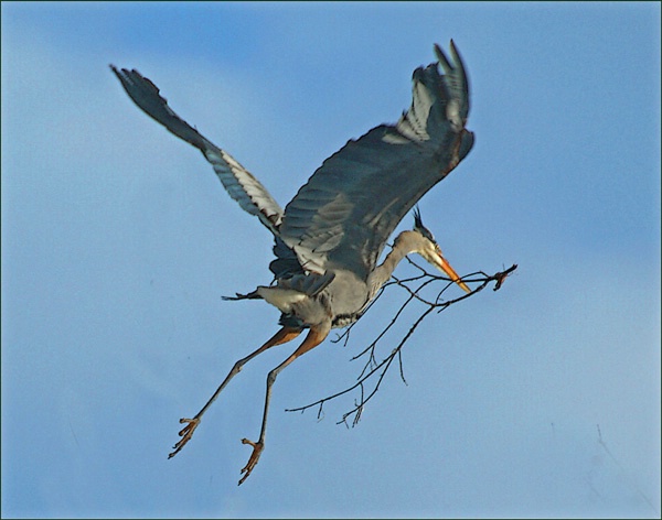  Heron with Branch 2