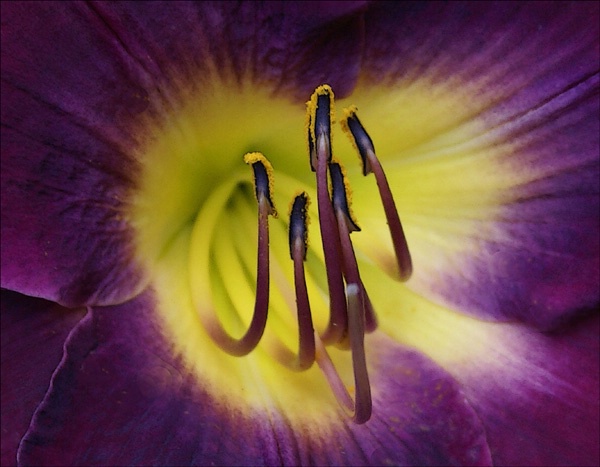 dark red lilly closeup