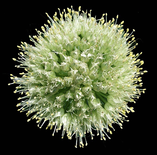 hywet burst
