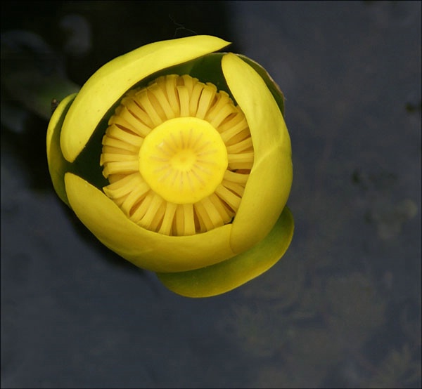 yellow water lilly blossom 