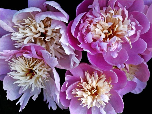  four pink peonies