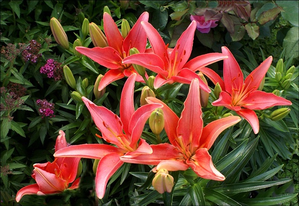 orange lillys group 