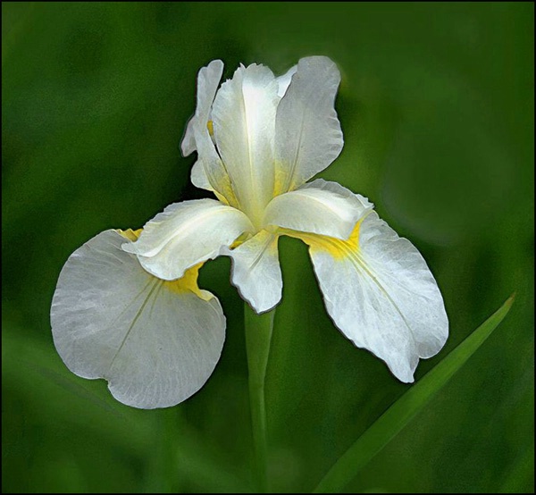  white iris