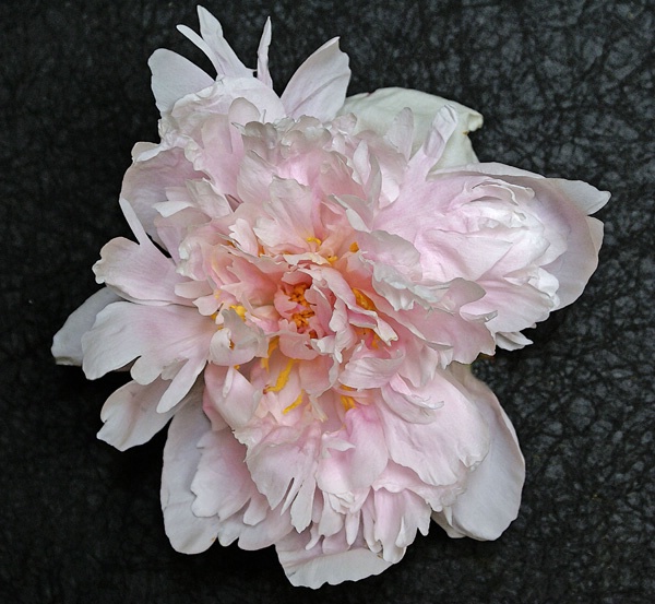 june ragged peony