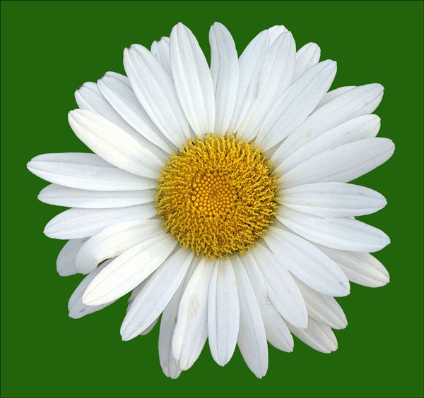 daisy