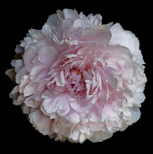pink peony 