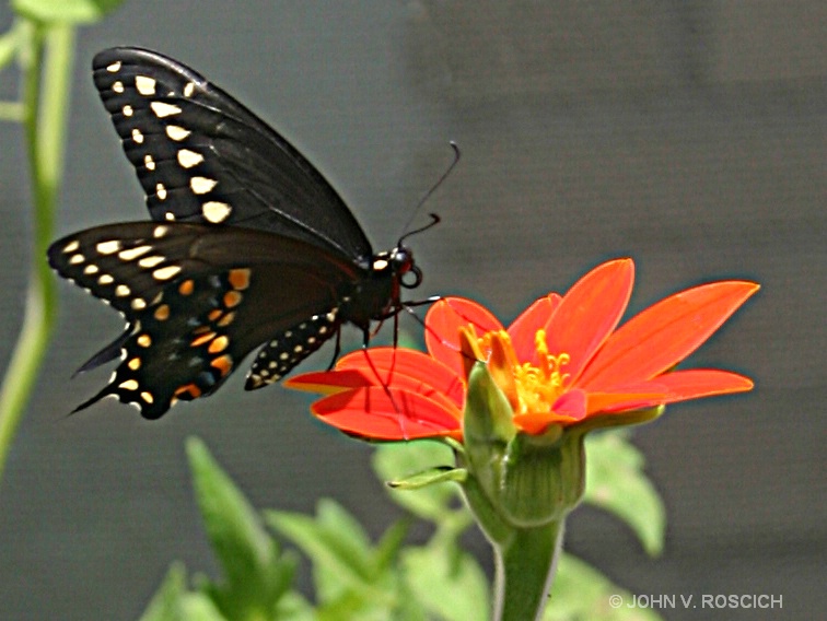 BLACK and ORANGE 