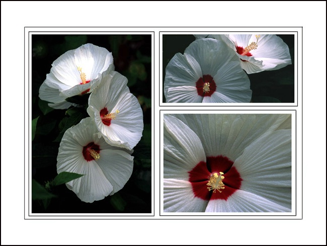 Hibiscus three