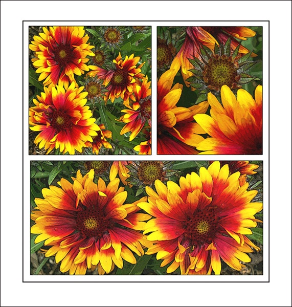 Red Yellow Flowers three