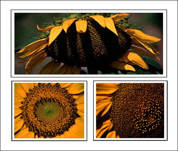 Sunflowers three