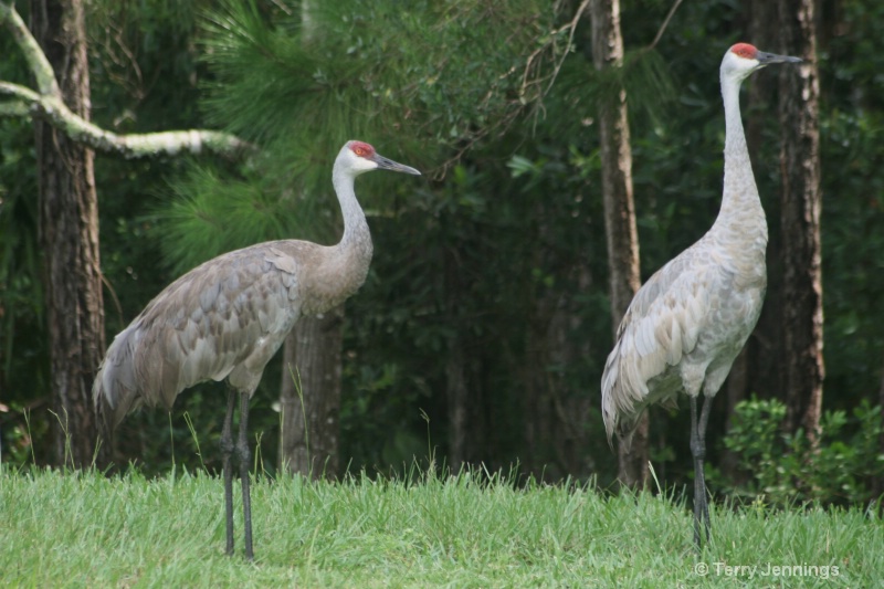 Majestic Sand Hill Cranes